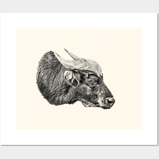 African forest buffalo Posters and Art